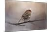 House Finch in January-Jai Johnson-Mounted Giclee Print