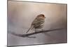 House Finch in January-Jai Johnson-Mounted Premium Giclee Print