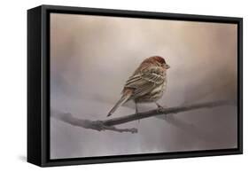 House Finch in January-Jai Johnson-Framed Stretched Canvas