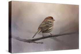 House Finch in January-Jai Johnson-Stretched Canvas