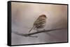 House Finch in January-Jai Johnson-Framed Stretched Canvas