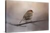 House Finch in January-Jai Johnson-Stretched Canvas