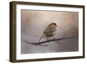 House Finch in January-Jai Johnson-Framed Giclee Print