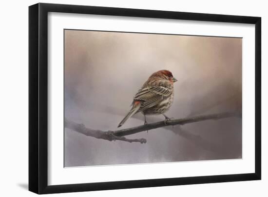 House Finch in January-Jai Johnson-Framed Giclee Print