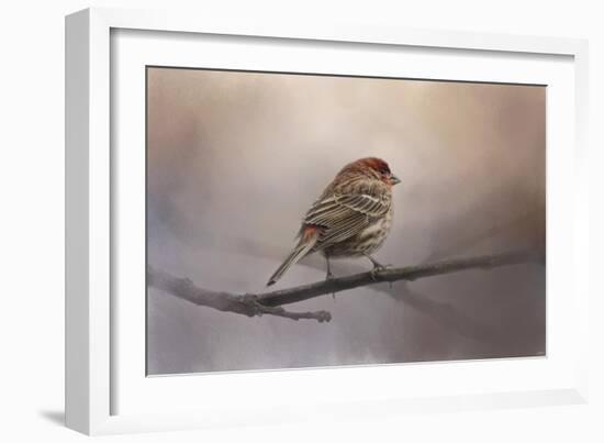 House Finch in January-Jai Johnson-Framed Giclee Print