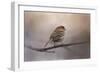 House Finch in January-Jai Johnson-Framed Giclee Print