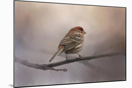 House Finch in January-Jai Johnson-Mounted Giclee Print