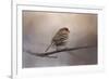 House Finch in January-Jai Johnson-Framed Giclee Print