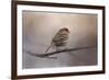 House Finch in January-Jai Johnson-Framed Giclee Print