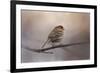 House Finch in January-Jai Johnson-Framed Giclee Print