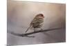 House Finch in January-Jai Johnson-Mounted Giclee Print