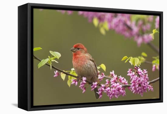 House Finch Male in Redbud Tree, Spring-null-Framed Stretched Canvas