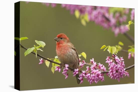 House Finch Male in Redbud Tree, Spring-null-Stretched Canvas