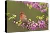 House Finch Male in Redbud Tree, Spring-null-Stretched Canvas