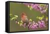 House Finch Male in Redbud Tree, Spring-null-Framed Stretched Canvas