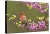 House Finch Male in Redbud Tree, Spring-null-Stretched Canvas