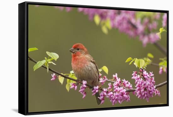 House Finch Male in Redbud Tree, Spring-null-Framed Stretched Canvas