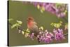 House Finch Male in Redbud Tree, Spring-null-Stretched Canvas