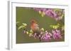 House Finch Male in Redbud Tree, Spring-null-Framed Photographic Print