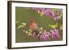 House Finch Male in Redbud Tree, Spring-null-Framed Photographic Print