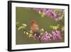 House Finch Male in Redbud Tree, Spring-null-Framed Photographic Print