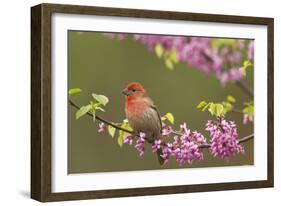 House Finch Male in Redbud Tree, Spring-null-Framed Photographic Print