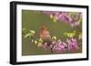 House Finch Male in Redbud Tree, Spring-null-Framed Photographic Print