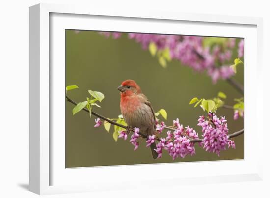 House Finch Male in Redbud Tree, Spring-null-Framed Photographic Print