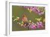 House Finch Male in Redbud Tree, Spring-null-Framed Photographic Print