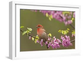 House Finch Male in Redbud Tree, Spring-null-Framed Photographic Print