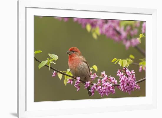 House Finch Male in Redbud Tree, Spring-null-Framed Photographic Print