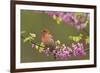 House Finch Male in Redbud Tree, Spring-null-Framed Photographic Print