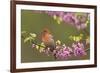 House Finch Male in Redbud Tree, Spring-null-Framed Photographic Print
