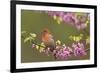 House Finch Male in Redbud Tree, Spring-null-Framed Photographic Print