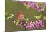 House Finch Male in Redbud Tree, Spring-null-Mounted Photographic Print