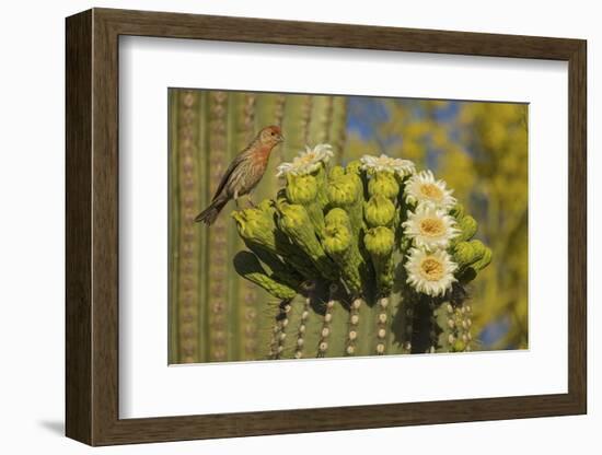 House finch perched on Saguaro cactus in flower, Arizona-John Cancalosi-Framed Photographic Print