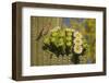 House finch perched on Saguaro cactus in flower, Arizona-John Cancalosi-Framed Photographic Print