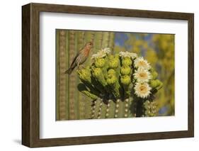 House finch perched on Saguaro cactus in flower, Arizona-John Cancalosi-Framed Photographic Print