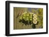 House finch perched on Saguaro cactus in flower, Arizona-John Cancalosi-Framed Photographic Print