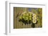 House finch perched on Saguaro cactus in flower, Arizona-John Cancalosi-Framed Photographic Print