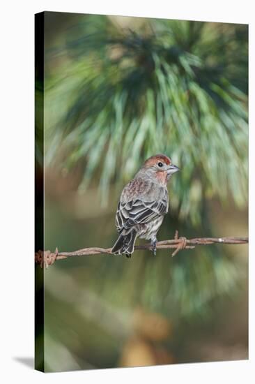 House Finch-Gary Carter-Stretched Canvas