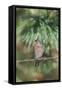 House Finch-Gary Carter-Framed Stretched Canvas