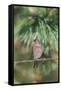 House Finch-Gary Carter-Framed Stretched Canvas