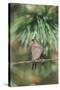 House Finch-Gary Carter-Stretched Canvas