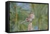 House Finch-Gary Carter-Framed Stretched Canvas