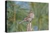 House Finch-Gary Carter-Stretched Canvas