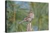 House Finch-Gary Carter-Stretched Canvas