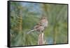 House Finch-Gary Carter-Framed Stretched Canvas