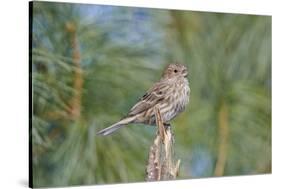 House Finch-Gary Carter-Stretched Canvas