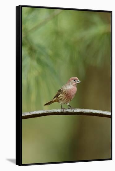 House Finch-Gary Carter-Framed Stretched Canvas